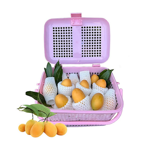 สวนศรีทอง มะยงชิดพันธุ์ทูลเกล้า GI จ.นครนายก ไซซ์ XL (16-18 ลูก/กก.)