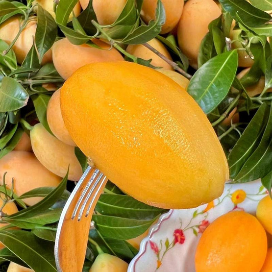 สวนศรีทอง มะยงชิดพันธุ์ทูลเกล้า GI จ.นครนายก ไซซ์ XL (16-18 ลูก/กก.)