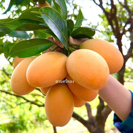 สวนศรีทอง มะยงชิดพันธุ์ทูลเกล้า GI จ.นครนายก ไซซ์ XL (16-18 ลูก/กก.)