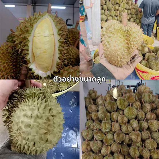 ทุเรียนหมอนทอง 3 ลูก (4.5-5 กก.) สวนน้องคิม จ.จันทบุรี ทุเรียนหมอนทอง 3 ลูก (4.5-5 กก.) สวนน้องคิม จ.จันทบุรี