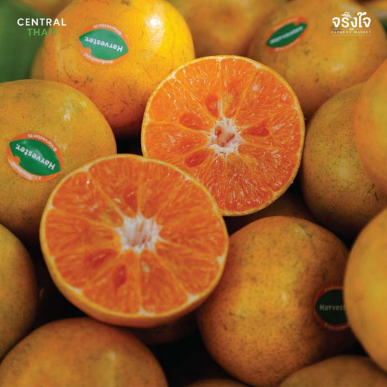 ส้มสายน้ำผึ้งฝาง กล่อง 5 กก. สวนส้มจงลักษณ์ จ.เชียงใหม่