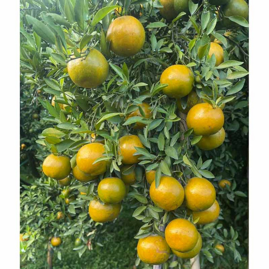 ส้มสายน้ำผึ้งฝาง กล่อง 5 กก. สวนส้มจงลักษณ์ จ.เชียงใหม่