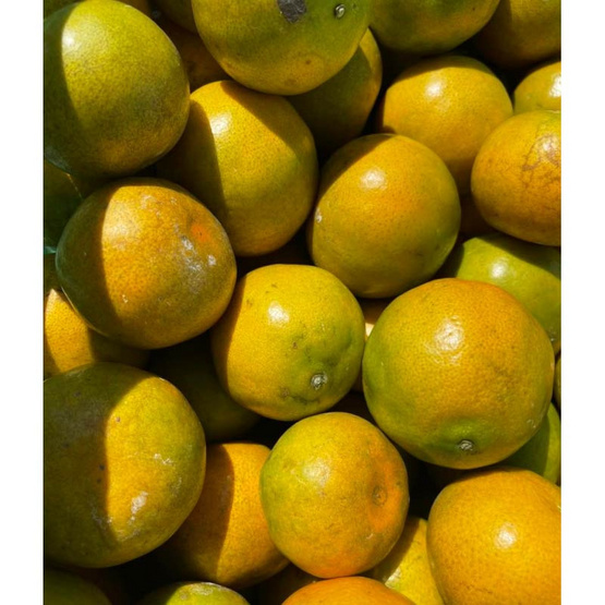 ส้มสายน้ำผึ้งฝาง กล่อง 5 กก. สวนส้มจงลักษณ์ จ.เชียงใหม่