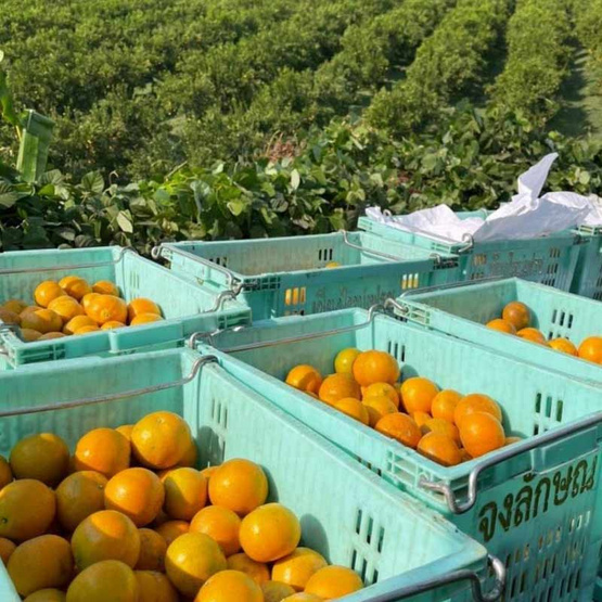 ส้มสายน้ำผึ้งฝาง กล่อง 5 กก. สวนส้มจงลักษณ์ จ.เชียงใหม่