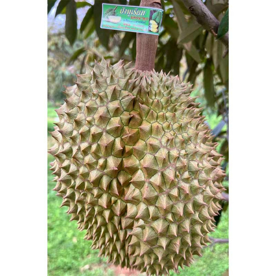 ทุเรียนหมอนทอง 2 ลูก สวนลุงเบิ้ม จ.นครนายก ทุเรียนหมอนทอง 2 ลูก สวนลุงเบิ้ม จ.นครนายก