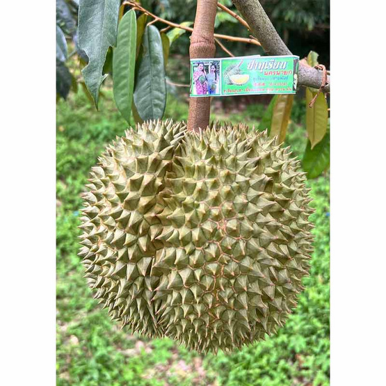ทุเรียนเม็ดในยายปราง สวนลุงเบิ้ม จ.นครนายก ทุเรียนเม็ดในยายปราง สวนลุงเบิ้ม จ.นครนายก