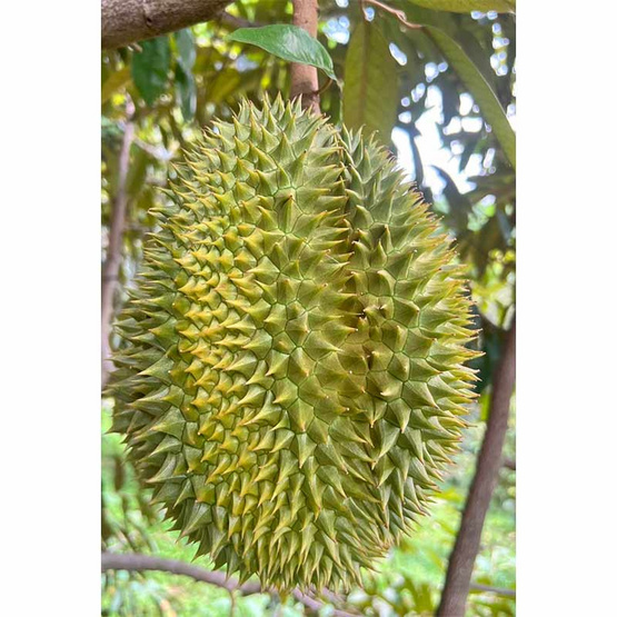 ทุเรียนนกหยิบ สวนลุงเบิ้ม จ.นครนายก ทุเรียนนกหยิบ สวนลุงเบิ้ม จ.นครนายก