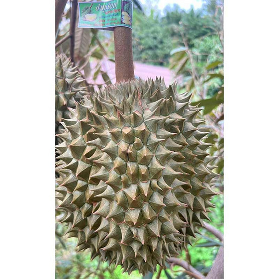 ทุเรียนชายมะไฟ สวนลุงเบิ้ม จ.นครนายก ทุเรียนชายมะไฟ สวนลุงเบิ้ม จ.นครนายก