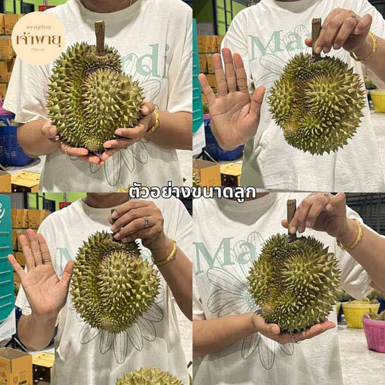 ทุเรียนหมอนทอง 2 ลูก 2.7-3 กก. สวนเจ้าพายุ จ.จันทบุรี ทุเรียนหมอนทอง 2 ลูก 2.7-3 กก. สวนเจ้าพายุ จ.จันทบุรี