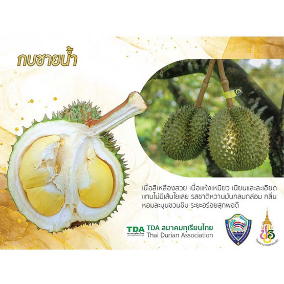 ทุเรียนกบชายน้ำ 2-3 ลูก (6.5-7 กก.) สวนจันทวิสูตร จ.จันทบุรี ทุเรียนกบชายน้ำ 2-3 ลูก (6.5-7 กก.) สวนจันทวิสูตร จ.จันทบุรี