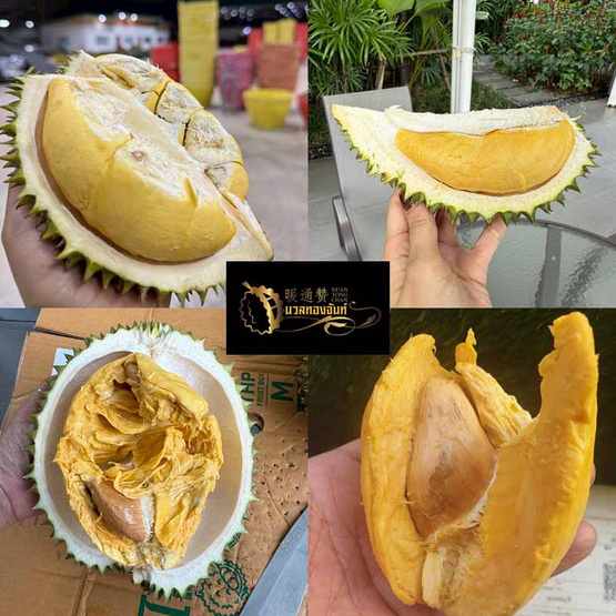 ทุเรียนนวลทองจันท์ 2 ลูก 2.7-3 กก. สวนนวลทองจันท์ จ.จันทบุรี ทุเรียนนวลทองจันท์ 2 ลูก 2.7-3 กก. สวนนวลทองจันท์ จ.จันทบุรี