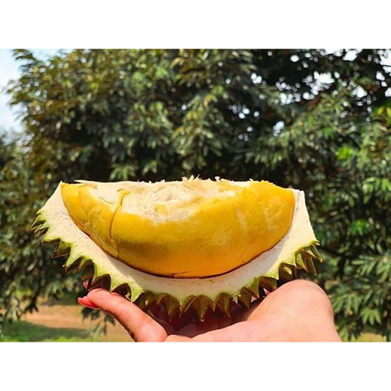 ทุเรียนนวลทองจันท์ 2 ลูก 2.7-3 กก. สวนนวลทองจันท์ จ.จันทบุรี ทุเรียนนวลทองจันท์ 2 ลูก 2.7-3 กก. สวนนวลทองจันท์ จ.จันทบุรี