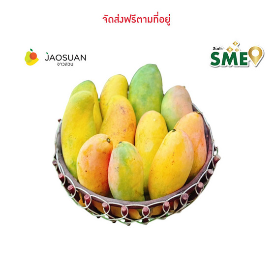 มะม่วงมหาชนก จาวสวน มะม่วงมหาชนก จาวสวน