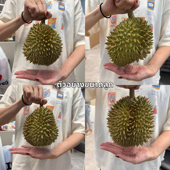 ทุเรียนหมอนทอง 1 ลูก 1.5-1.8 กก. สวนน้องคิม จ.จันทบุรี ทุเรียนหมอนทอง 1 ลูก 1.5-1.8 กก. สวนน้องคิม จ.จันทบุรี