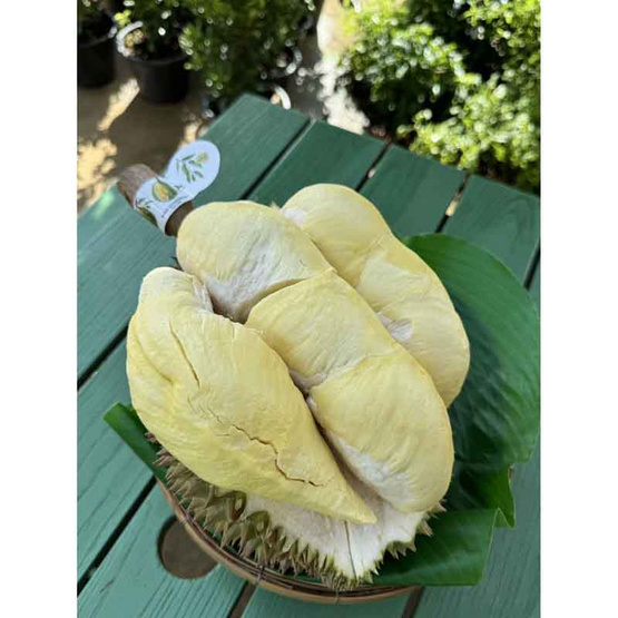 ทุเรียนหมอนทองระยอง GI 1 ลูก (3-3.5กก.) สวนเจริญทรัพย์ จ.ระยอง ทุเรียนหมอนทองระยอง GI 1 ลูก (3-3.5กก.) สวนเจริญทรัพย์ จ.ระยอง