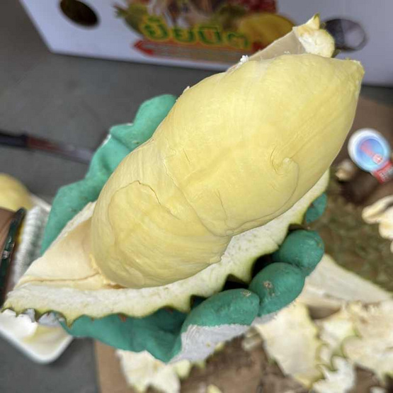 ทุเรียนภูเขาไฟศรีสะเกษหมอนทอง 2 ลูก (5.5-6 กก.) ดีจริง ศรีสะเกษ ทุเรียนภูเขาไฟศรีสะเกษหมอนทอง 2 ลูก (5.5-6 กก.) ดีจริง ศรีสะเกษ