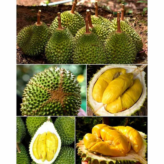 ทุเรียนมูซานคิงส์ ป่าทุเรียนนครนายก ทุเรียนมูซานคิงส์ ป่าทุเรียนนครนายก
