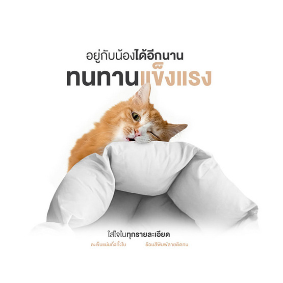 SiamLatex ที่นอนแมว รุ่น Betta