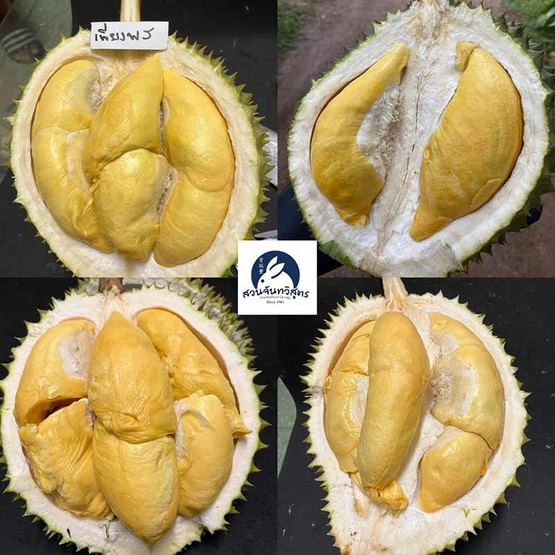 ทุเรียนเพียงพร 5-8ลูก 6.5-7 กก. สวนจันทวิสูตร จ.จันทบุรี ทุเรียนเพียงพร 5-8ลูก 6.5-7 กก. สวนจันทวิสูตร จ.จันทบุรี