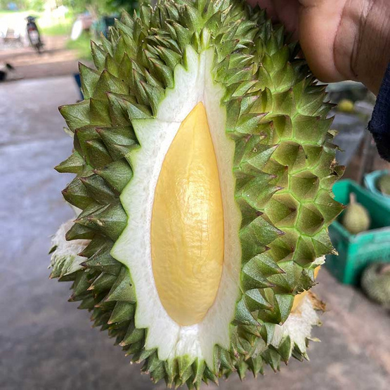 ทุเรียนเพียงพร 5-8ลูก 6.5-7 กก. สวนจันทวิสูตร จ.จันทบุรี ทุเรียนเพียงพร 5-8ลูก 6.5-7 กก. สวนจันทวิสูตร จ.จันทบุรี