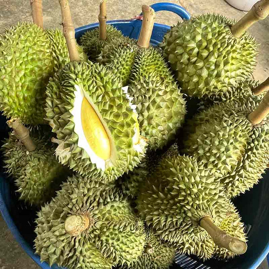 ทุเรียนเพียงพร 5-8ลูก 6.5-7 กก. สวนจันทวิสูตร จ.จันทบุรี ทุเรียนเพียงพร 5-8ลูก 6.5-7 กก. สวนจันทวิสูตร จ.จันทบุรี