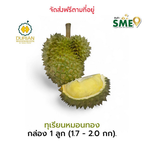 ทุเรียนหมอนทอง จ.จันทบุรี ทุเรียนมหานคร ทุเรียนหมอนทอง จ.จันทบุรี ทุเรียนมหานคร