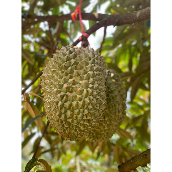 ทุเรียนหมอนทอง จ.จันทบุรี ทุเรียนมหานคร ทุเรียนหมอนทอง จ.จันทบุรี ทุเรียนมหานคร