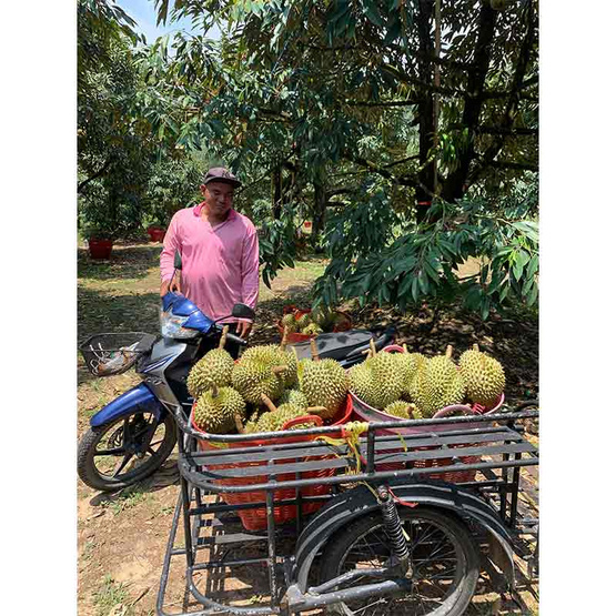 ทุเรียนหมอนทอง จ.จันทบุรี ทุเรียนมหานคร ทุเรียนหมอนทอง จ.จันทบุรี ทุเรียนมหานคร