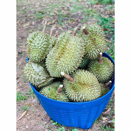 ทุเรียนหมอนทอง จ.จันทบุรี ทุเรียนมหานคร ทุเรียนหมอนทอง จ.จันทบุรี ทุเรียนมหานคร