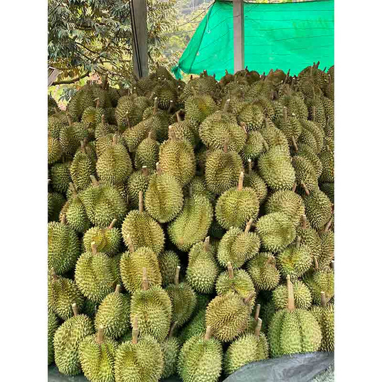 ทุเรียนหมอนทอง จ.จันทบุรี ทุเรียนมหานคร ทุเรียนหมอนทอง จ.จันทบุรี ทุเรียนมหานคร
