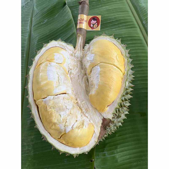 ทุเรียนทองบางสะพาน 1 ลูก (2.5-3 กก.) สวนมีตังค์ จ.ประจวบคีรีขันธ์ ทุเรียนทองบางสะพาน 1 ลูก (2.5-3 กก.) สวนมีตังค์ จ.ประจวบคีรีขันธ์