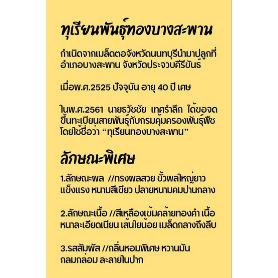 ทุเรียนทองบางสะพาน 1 ลูก (2.5-3 กก.) สวนมีตังค์ จ.ประจวบคีรีขันธ์ ทุเรียนทองบางสะพาน 1 ลูก (2.5-3 กก.) สวนมีตังค์ จ.ประจวบคีรีขันธ์