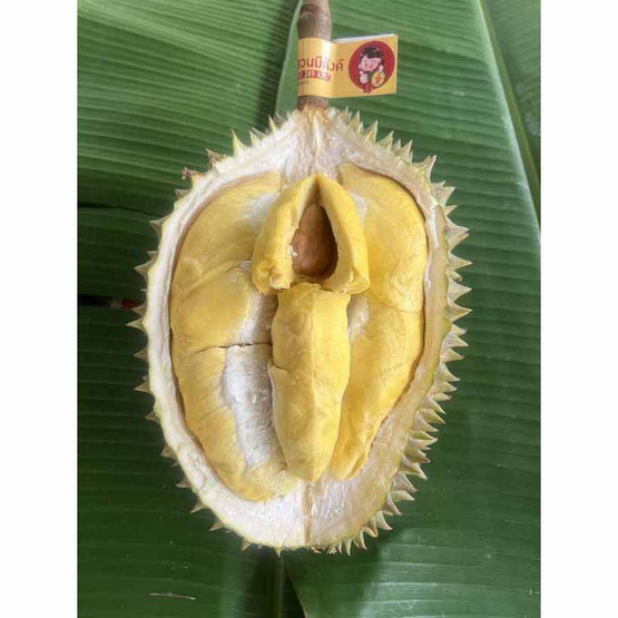 ทุเรียนชะนี 1-2 ลูก (3.5-4 กก.) สวนมีตังค์ จ.ประจวบคีรีขันธ์ ทุเรียนชะนี 1-2 ลูก (3.5-4 กก.) สวนมีตังค์ จ.ประจวบคีรีขันธ์