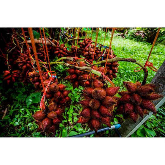 สละพันธุ์สุมาลี สวนทวีทรัพย์ จ.ชุมพร