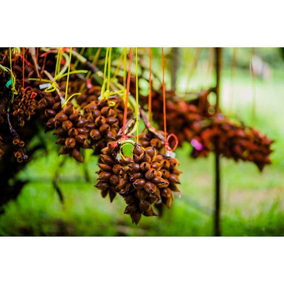 สละพันธุ์สุมาลี สวนทวีทรัพย์ จ.ชุมพร