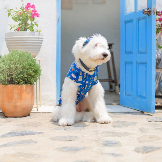 Clawset เสื้อเชิ้ตสัตว์เลี้ยง Harbour ฟ้า Clawset เสื้อเชิ้ตสัตว์เลี้ยง Harbour ฟ้า