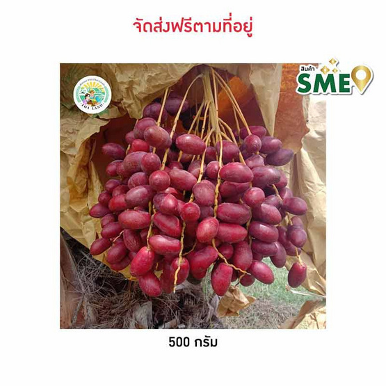 อินทผลัมโคแนนซี่ ร้อยเอ็ดแลนด์ จ.ร้อยเอ็ด อินทผลัมโคแนนซี่ ร้อยเอ็ดแลนด์ จ.ร้อยเอ็ด