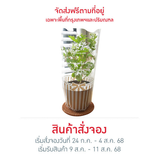BangkokFlower ต้นมะลิมงคลในถุงสีทอง Love mom BangkokFlower ต้นมะลิมงคลในถุงสีทอง Love mom