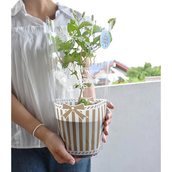 BangkokFlower ต้นมะลิมงคลในถุงสีทอง Love mom BangkokFlower ต้นมะลิมงคลในถุงสีทอง Love mom