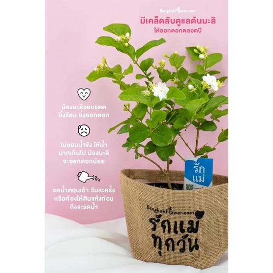 BangkokFlower ต้นมะลิมงคลในถุงกระสอบ Love mom