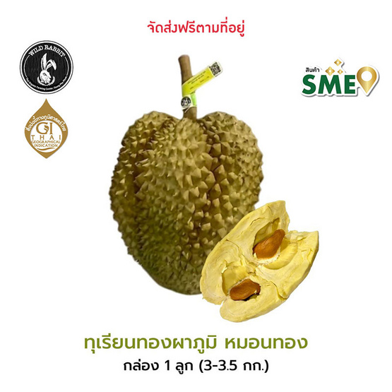 ทุเรียนทองผาภูมิหมอนทอง 1 ลูก 3-3.5 กก wild rabbit จ.กาญจนบุรี ทุเรียนทองผาภูมิหมอนทอง 1 ลูก 3-3.5 กก wild rabbit จ.กาญจนบุรี
