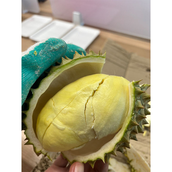 ทุเรียนใต้หมอนทอง 2 ลูก (2.7-3 กก.) สวนเจ้าพายุ ทุเรียนใต้หมอนทอง 2 ลูก (2.7-3 กก.) สวนเจ้าพายุ
