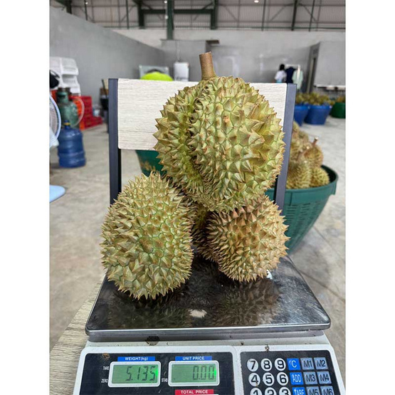 ทุเรียนใต้หมอนทอง 2 ลูก (2.7-3 กก.) สวนเจ้าพายุ ทุเรียนใต้หมอนทอง 2 ลูก (2.7-3 กก.) สวนเจ้าพายุ