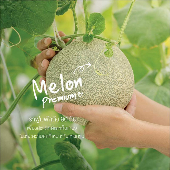 เมล่อนฮอกไกโดสีส้ม 1 ลูก กล่องสารทจีน ไร่ชรินทร์พรรณ เมล่อนฮอกไกโดสีส้ม 1 ลูก กล่องสารทจีน ไร่ชรินทร์พรรณ