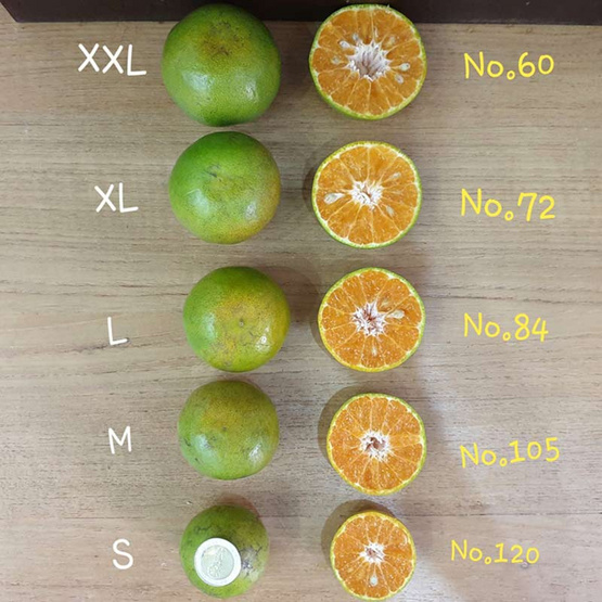 ส้มสายน้ำผึ้ง 24 ผล 3 กก. สวนร่มเกล้า ส้มสายน้ำผึ้ง 24 ผล 3 กก. สวนร่มเกล้า