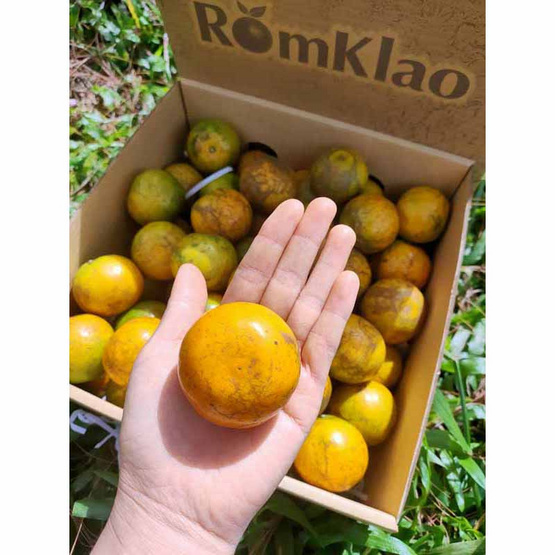 สวนร่มเกล้า ส้มสายน้ำผึ้ง จ. ตาก เบอร์ 120 (ส้มคั้นน้ำ) 5.5 กก. (65-68 ผล) สวนร่มเกล้า ส้มสายน้ำผึ้ง จ. ตาก เบอร์ 120 (ส้มคั้นน้ำ) 5.5 กก. (65-68 ผล)