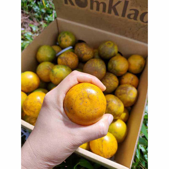สวนร่มเกล้า ส้มสายน้ำผึ้ง จ. ตาก เบอร์ 120 (ส้มคั้นน้ำ) 5.5 กก. (65-68 ผล) สวนร่มเกล้า ส้มสายน้ำผึ้ง จ. ตาก เบอร์ 120 (ส้มคั้นน้ำ) 5.5 กก. (65-68 ผล)