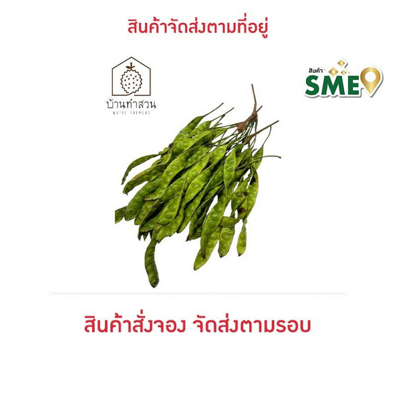 บ้านทำสวน สะตอข้าว จ. ชุมพร (30 ฝัก) บ้านทำสวน สะตอข้าว จ. ชุมพร (30 ฝัก)