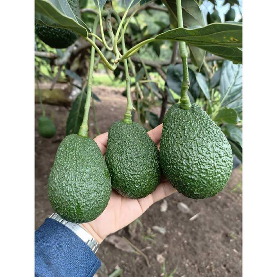ไร่ชรินทร์พรรณ อะโวคาโด แฮส (Size 7-9 ลูก/kg.) ฮาโลวีน