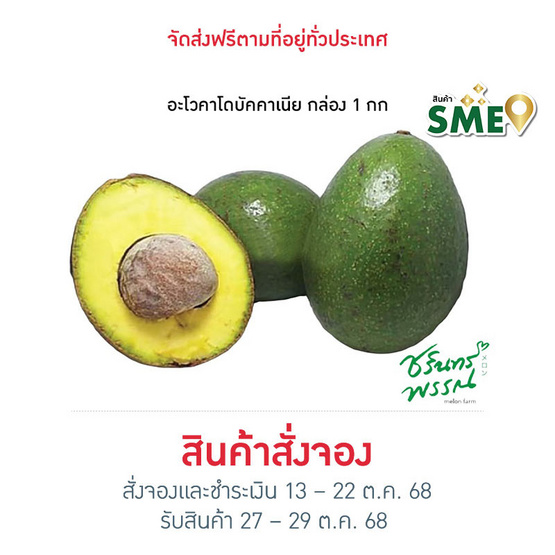 ไร่ชรินทร์พรรณ อะโวคาโด บัคคาเนีย (Size 3-5 ลูก/kg.) ฮาโลวีน